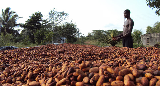 cocoa_ghana