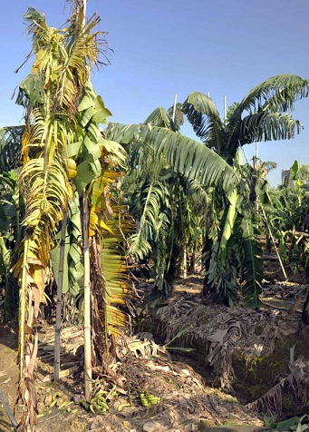 A Cavendish Banana Dead from Fusarium wilt (TR4) in south China