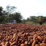 Brazil’s largest cashew nut firm to set up $25m processing plant in Ghana