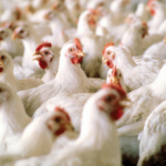 WHO To Mark UN Global Road Safety Week