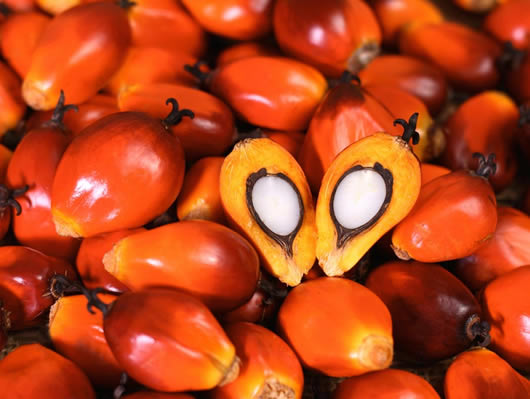 Palm-nut